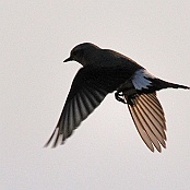 Northern Wheatear  "Oenanthe oenanthe"